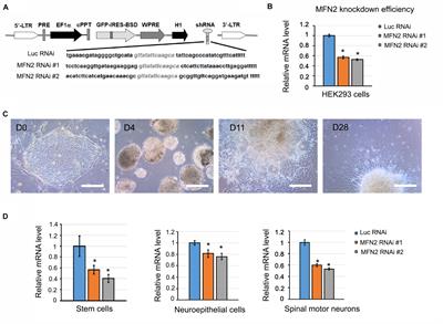 MFN2 Deficiency Impairs Mitochondrial Transport and Downregulates Motor Protein Expression in Human Spinal Motor Neurons